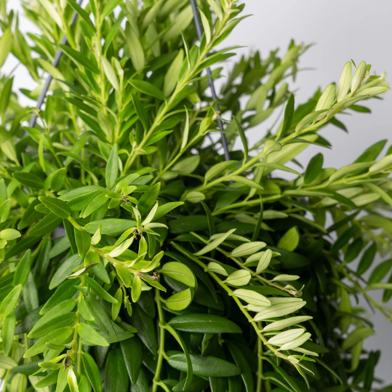 Schamblume In Blumenampel, Topf-Ø 15 Cm, Höhe Ca. 25 Cm 2 Schamblume In Blumenampel, Topf-Ø 15 Cm, Höhe Ca. 25 Cm – Bild 2