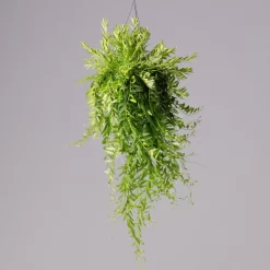 Schamblume In Blumenampel, Topf-Ø 15 Cm, Höhe Ca. 25 Cm