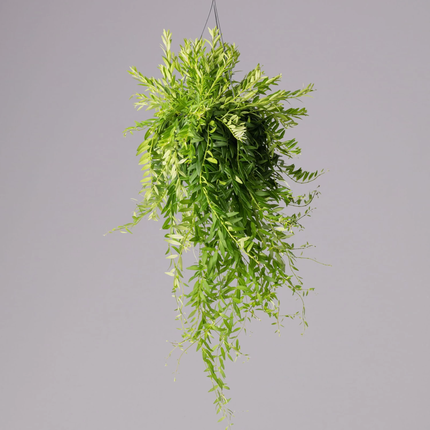 Schamblume In Blumenampel, Topf-Ø 15 Cm, Höhe Ca. 25 Cm 1 Schamblume In Blumenampel, Topf-Ø 15 Cm, Höhe Ca. 25 Cm