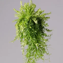 Schamblume In Blumenampel, Topf-Ø 15 Cm, Höhe Ca. 25 Cm 8 Schamblume In Blumenampel, Topf-Ø 15 Cm, Höhe Ca. 25 Cm -Gartenserien Geschäft 0230200127 Aeschynanthus Japhrolepis T15 2 2 116135