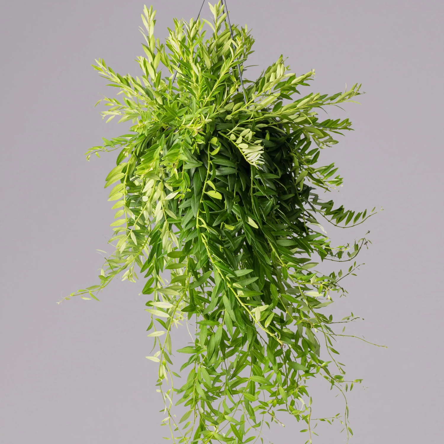 Schamblume In Blumenampel, Topf-Ø 15 Cm, Höhe Ca. 25 Cm 3 Schamblume In Blumenampel, Topf-Ø 15 Cm, Höhe Ca. 25 Cm – Bild 3