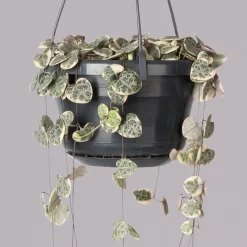 Leuchterblume 'Variegata', In Blumenampel, Topf-Ø 14 Cm, Höhe Ca. 25 Cm