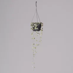 Leuchterblume 'Variegata', In Blumenampel, Topf-Ø 14 Cm, Höhe Ca. 25 Cm -Gartenserien Geschäft 0230200784 Ceropegia lin subsp woodii variegata 2 117653