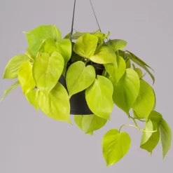 Philodendron 'Lemon Lime' In Blumenampel, Topf-Ø 17 Cm, Höhe Ca. 30 Cm