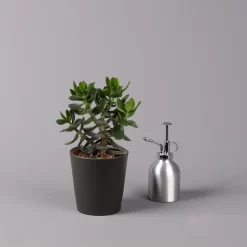 Geldbaum In Keramiktopf Anthrazit, Verschiedene Formen, Topf-Ø 12cm, 2er-Set -Gartenserien Geschäft 0250103050 Crassula ov Topf Dallas anthrazit 3er Set 10