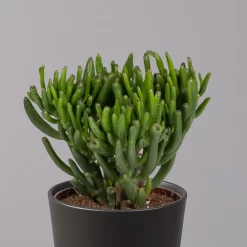 Geldbaum In Keramiktopf Anthrazit, Verschiedene Formen, Topf-Ø 12cm, 2er-Set -Gartenserien Geschäft 0250103050 Crassula ov Topf Dallas anthrazit 3er Set 3
