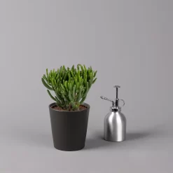 Geldbaum In Keramiktopf Anthrazit, Verschiedene Formen, Topf-Ø 12cm, 2er-Set -Gartenserien Geschäft 0250103050 Crassula ov Topf Dallas anthrazit 3er Set 4