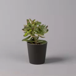 Geldbaum In Keramiktopf Anthrazit, Verschiedene Formen, Topf-Ø 12cm, 2er-Set -Gartenserien Geschäft 0250103050 Crassula ov Topf Dallas anthrazit 3er Set 5