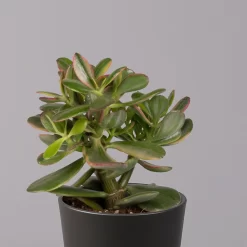 Geldbaum In Keramiktopf Anthrazit, Verschiedene Formen, Topf-Ø 12cm, 2er-Set -Gartenserien Geschäft 0250103050 Crassula ov Topf Dallas anthrazit 3er Set 6