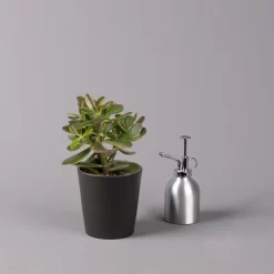 Geldbaum In Keramiktopf Anthrazit, Verschiedene Formen, Topf-Ø 12cm, 2er-Set -Gartenserien Geschäft 0250103050 Crassula ov Topf Dallas anthrazit 3er Set 7