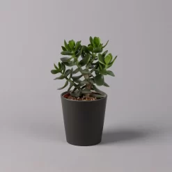 Geldbaum In Keramiktopf Anthrazit, Verschiedene Formen, Topf-Ø 12cm, 2er-Set -Gartenserien Geschäft 0250103050 Crassula ov Topf Dallas anthrazit 3er Set 8