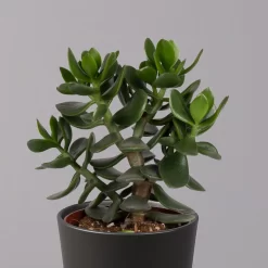 Geldbaum In Keramiktopf Anthrazit, Verschiedene Formen, Topf-Ø 12cm, 2er-Set -Gartenserien Geschäft 0250103050 Crassula ov Topf Dallas anthrazit 3er Set 9