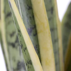 Bogenhanf, Topf-Ø 21 Cm, Höhe Ca. 80 Cm -Gartenserien Geschäft 0250200546 Sansevieria Trifasciata Laurentii