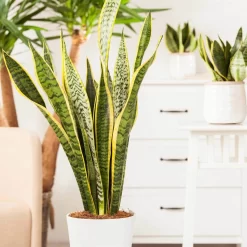 Bogenhanf, Topf-Ø 21 Cm, Höhe Ca. 80 Cm -Gartenserien Geschäft 0250200546 Sansevieria Trifasciata Laurentii3