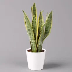 Bogenhanf In Keramiktopf Dallas Weiß, Topf-Ø 12 Cm, Höhe Ca. 35-45cm