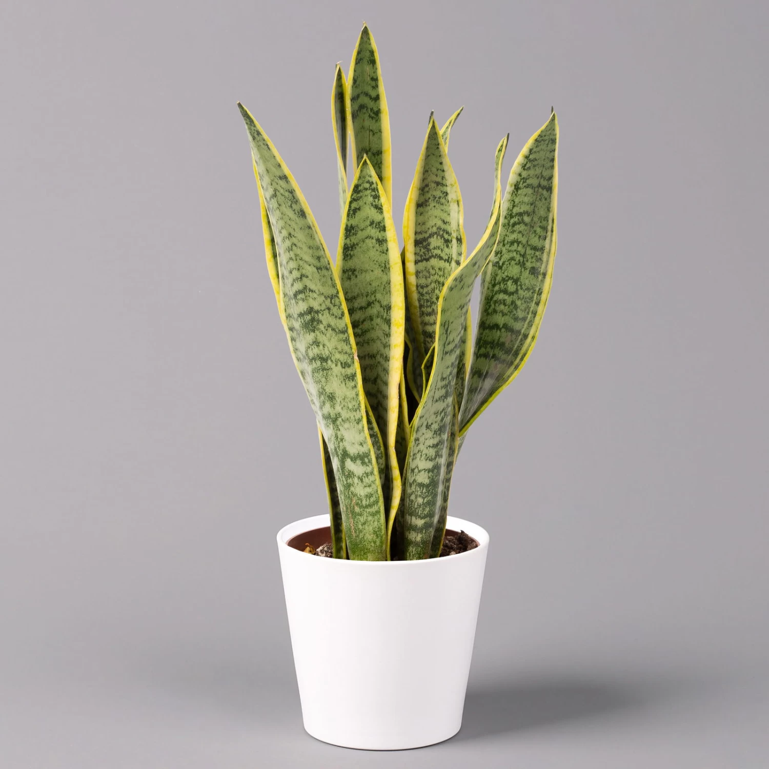 Bogenhanf In Keramiktopf Dallas Weiß, Topf-Ø 12 Cm, Höhe Ca. 35-45cm 1 Bogenhanf In Keramiktopf Dallas Weiß, Topf-Ø 12 Cm, Höhe Ca. 35-45cm