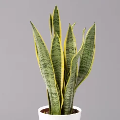 Bogenhanf In Keramiktopf Dallas Weiß, Topf-Ø 12 Cm, Höhe Ca. 35-45cm, 2er-Set -Gartenserien Geschäft 0250200713 Sansev Laurentii Dallas weiss 2 1