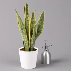 Bogenhanf In Keramiktopf Dallas Weiß, Topf-Ø 12 Cm, Höhe Ca. 35-45cm, 2er-Set -Gartenserien Geschäft 0250200713 Sansev Laurentii Dallas weiss 3 1