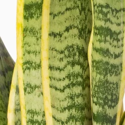 Bogenhanf In Keramiktopf Dallas Weiß, Topf-Ø 12 Cm, Höhe Ca. 35-45cm 10 Bogenhanf In Keramiktopf Dallas Weiß, Topf-Ø 12 Cm, Höhe Ca. 35-45cm -Gartenserien Geschäft 0250200713 Sansev Laurentii Dallas weiss 4