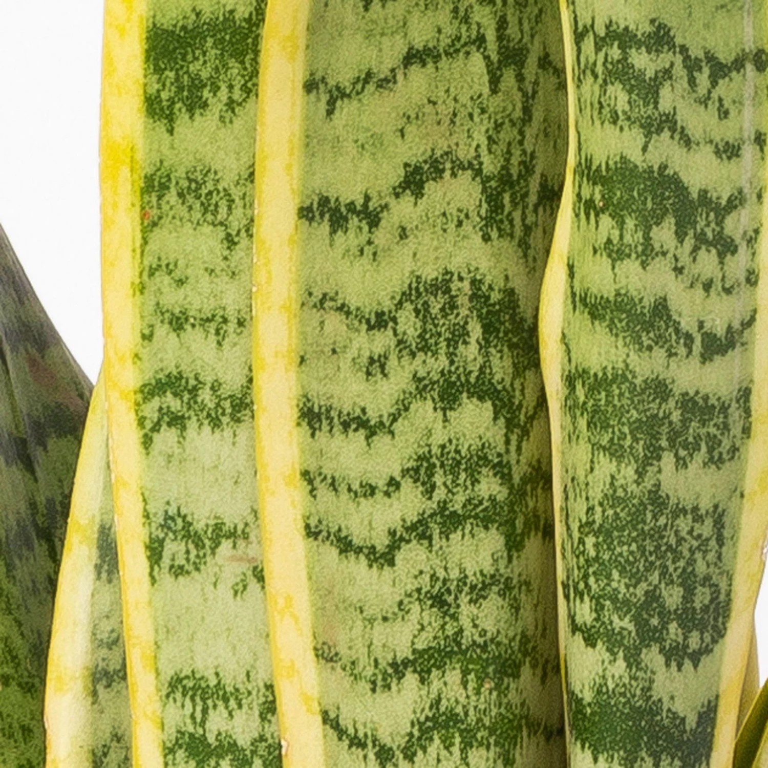 Bogenhanf In Keramiktopf Dallas Weiß, Topf-Ø 12 Cm, Höhe Ca. 35-45cm 4 Bogenhanf In Keramiktopf Dallas Weiß, Topf-Ø 12 Cm, Höhe Ca. 35-45cm – Bild 4