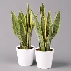 Bogenhanf In Keramiktopf Dallas Weiß, Topf-Ø 12 Cm, Höhe Ca. 35-45cm, 2er-Set