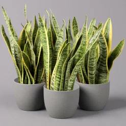 Bogenhanf, Topf-Ø 12 Cm, Höhe Ca. 35-45cm, 3er-Set