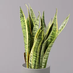 Bogenhanf, Topf-Ø 12 Cm, Höhe Ca. 35-45cm, 3er-Set -Gartenserien Geschäft 0250200720 Sansevieria trifasciata Laurentii T12 3er Set 3