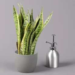 Bogenhanf, Topf-Ø 12 Cm, Höhe Ca. 35-45cm, 3er-Set -Gartenserien Geschäft 0250200720 Sansevieria trifasciata Laurentii T12 3er Set 4