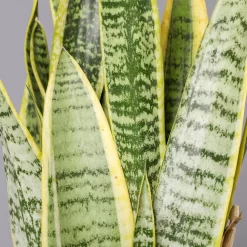 Bogenhanf, Topf-Ø 12 Cm, Höhe Ca. 35-45cm, 3er-Set -Gartenserien Geschäft 0250200720 Sansevieria trifasciata Laurentii T12 3er Set 1