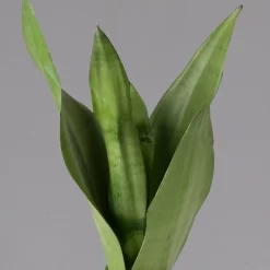 Bogenhanf 'Moonshine' In Übertopf Vibes Rosa, Topf-Ø 12 Cm, Höhe Ca. 45 Cm -Gartenserien Geschäft 0250200807 0250200808 0250200809 sansevieria moonshine T12 1 1 123605