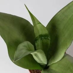 Bogenhanf 'Moonshine' In Übertopf Vibes Rosa, Topf-Ø 12 Cm, Höhe Ca. 45 Cm -Gartenserien Geschäft 0250200807 0250200808 0250200809 sansevieria moonshine T12 1 2 123611