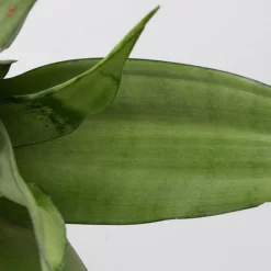 Bogenhanf 'Moonshine' In Übertopf Vibes Rosa, Topf-Ø 12 Cm, Höhe Ca. 45 Cm -Gartenserien Geschäft 0250200807 0250200808 0250200809 sansevieria moonshine T12 1 3 123610