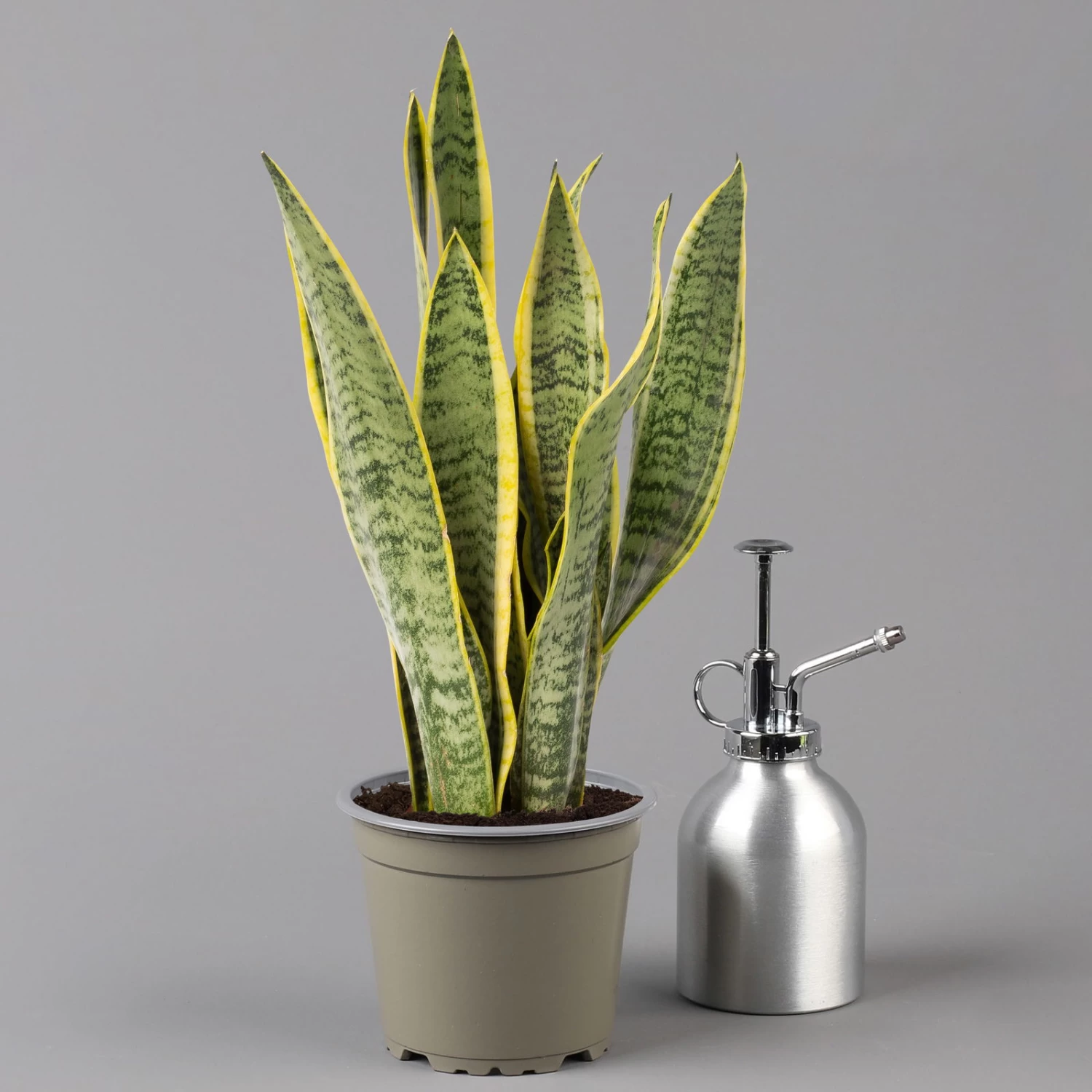 Bogenhanf In Übertopf Vibes Gelb, Topf-Ø 12 Cm, Höhe Ca. 45 Cm 2 Bogenhanf In Übertopf Vibes Gelb, Topf-Ø 12 Cm, Höhe Ca. 45 Cm – Bild 2