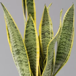 Bogenhanf In Übertopf Vibes Gelb, Topf-Ø 12 Cm, Höhe Ca. 45 Cm 7 Bogenhanf In Übertopf Vibes Gelb, Topf-Ø 12 Cm, Höhe Ca. 45 Cm -Gartenserien Geschäft 0250200811 0250200812 0250200813 0250200815 Sansevieria trif 124883