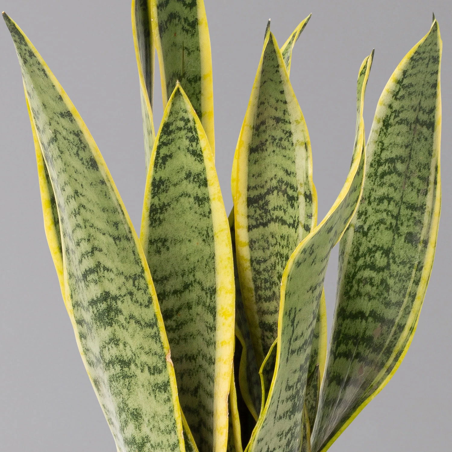 Bogenhanf In Übertopf Vibes Gelb, Topf-Ø 12 Cm, Höhe Ca. 45 Cm 3 Bogenhanf In Übertopf Vibes Gelb, Topf-Ø 12 Cm, Höhe Ca. 45 Cm – Bild 3