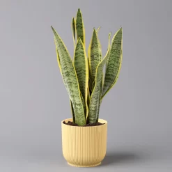 Bogenhanf In Übertopf Vibes Gelb, Topf-Ø 12 Cm, Höhe Ca. 45 Cm