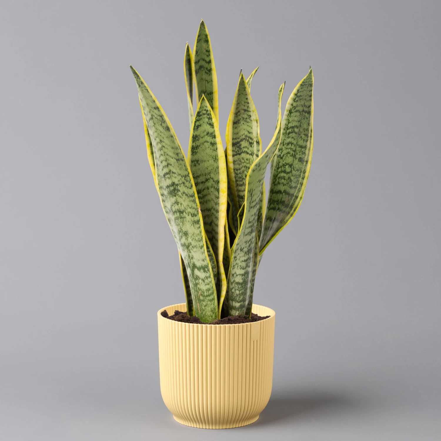 Bogenhanf In Übertopf Vibes Gelb, Topf-Ø 12 Cm, Höhe Ca. 45 Cm 1 Bogenhanf In Übertopf Vibes Gelb, Topf-Ø 12 Cm, Höhe Ca. 45 Cm