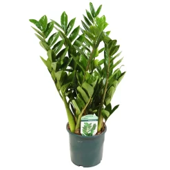Ausgewählte Produkte -Gartenserien Geschäft 0250300075 Zamioculcas zamiifolia Lucky 17cm T H 50cm