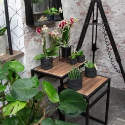 Phalaenopsis, Gesprenkelte Sorten, 2 Rispen, Topf-Ø 9 Cm, Höhe Ca. 30 Cm -Gartenserien Geschäft 0290100046 0250200535