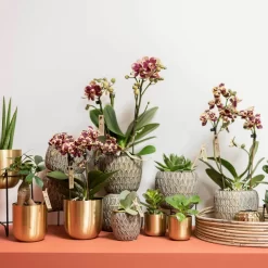 Phalaenopsis, Gesprenkelte Sorten, 3 Rispen, Topf-Ø 9 Cm, Höhe Ca. 30 Cm 8 Phalaenopsis, Gesprenkelte Sorten, 3 Rispen, Topf-Ø 9 Cm, Höhe Ca. 30 Cm -Gartenserien Geschäft 0290100047