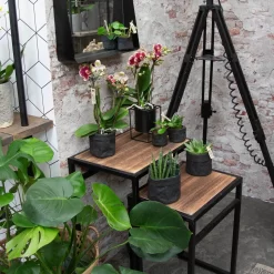 Phalaenopsis, Gesprenkelte Sorten, 3 Rispen, Topf-Ø 9 Cm, Höhe Ca. 30 Cm 9 Phalaenopsis, Gesprenkelte Sorten, 3 Rispen, Topf-Ø 9 Cm, Höhe Ca. 30 Cm -Gartenserien Geschäft 0290100047 Phalaenopsis 3R gesprenkelt 9 cm T H 30 cm