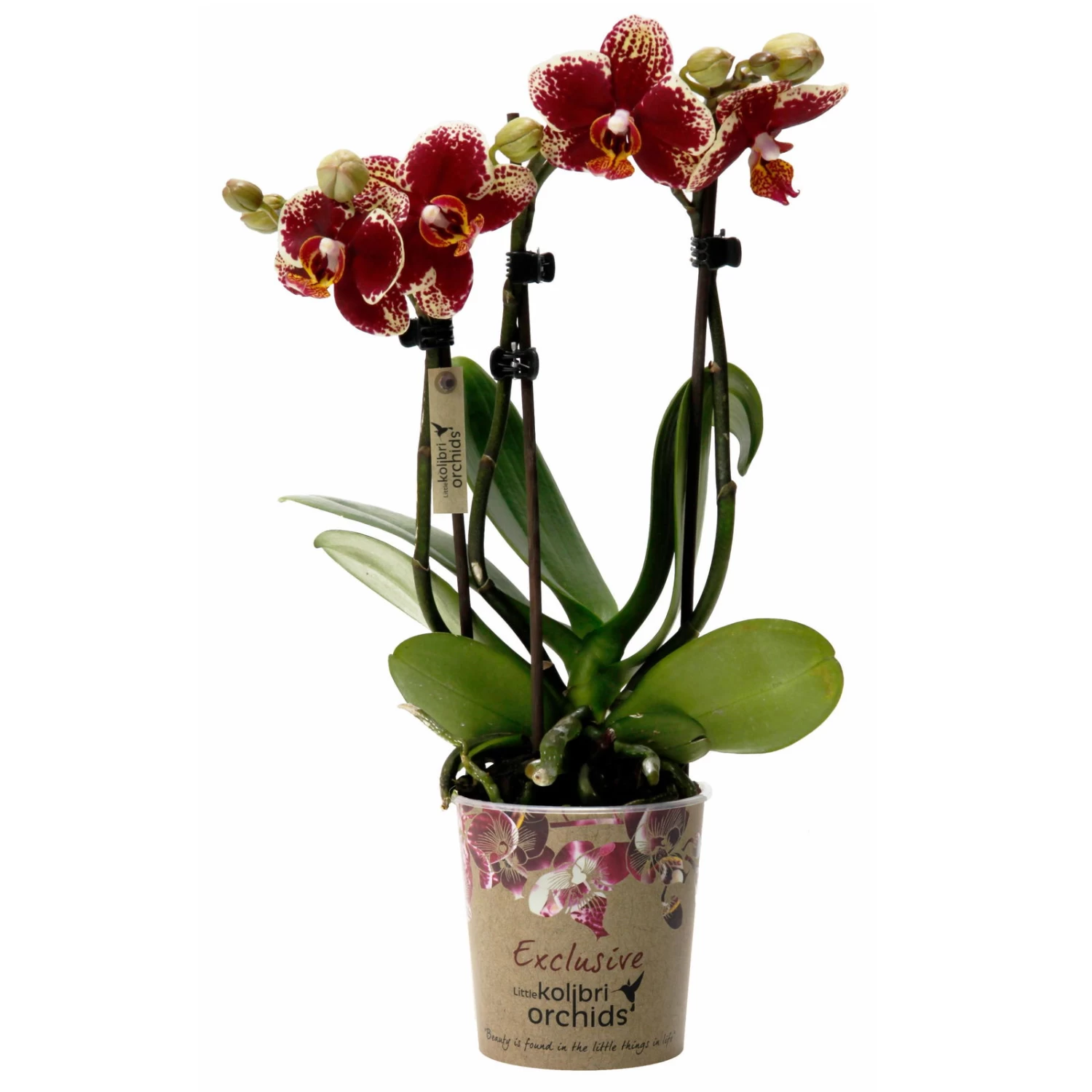Phalaenopsis, Gesprenkelte Sorten, 3 Rispen, Topf-Ø 9 Cm, Höhe Ca. 30 Cm 1 Phalaenopsis, Gesprenkelte Sorten, 3 Rispen, Topf-Ø 9 Cm, Höhe Ca. 30 Cm