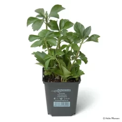 Gartenserien Geschäft -Gartenserien Geschäft 0310107567 Pachysandra terminalis Web 9cm Topf Copyright 01 45248