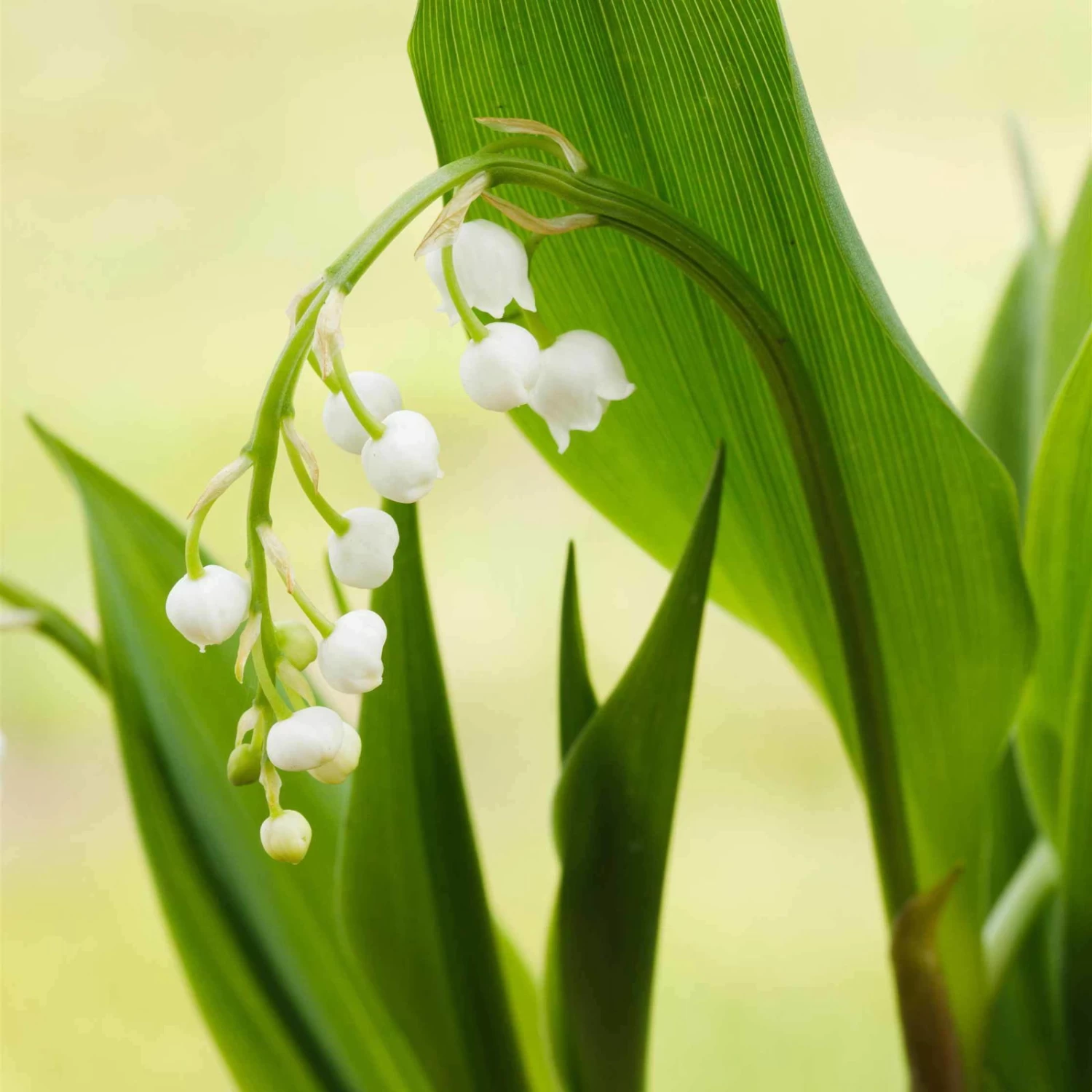 Maiglöckchen Weiß, Topf-Ø 11 Cm, 3er-Set 2 Maiglöckchen Weiß, Topf-Ø 11 Cm, 3er-Set – Bild 2