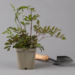 Bio Prachtspiere Weiß, Topf-Ø 11 Cm, 3er-Set -Gartenserien Geschäft 0319100264 astilbe arendsii weiss 125683