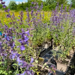 Katzenminze 'Walkers Low' Blau, Topf-Ø 11 Cm, 3er-Set -Gartenserien Geschäft 0319100366 Nepeta faassenii Walkers Low 3er Set 3 113706
