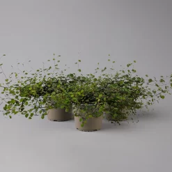 Mühlenbeckia Complexa Weiß, Topf-Ø 12 Cm, 3er-Set