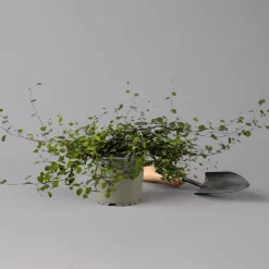 Mühlenbeckia Complexa Weiß, Topf-Ø 12 Cm, 3er-Set -Gartenserien Geschäft 0319100426 Muehlenbeckia complexa 3er Set KB T12 2 126134