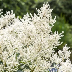 Bio Geißbart Weiß, Topf-Ø 11 Cm, 3er-Set