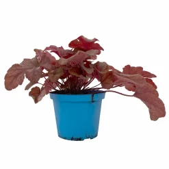 Heucherella 'Buttered Rum®', Karamellfarben, Topf-Ø 12 Cm, 3er-Set -Gartenserien Geschäft 0319100529 Heucherella Buttered Rum 12cm karamellfarben 3er Set 1 114772